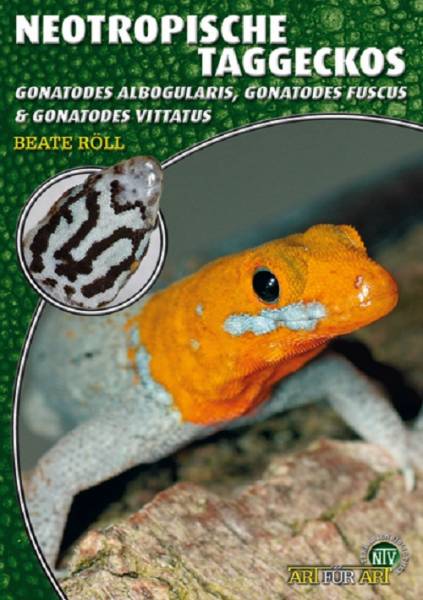 Neotropische Taggeckos